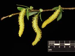 Salix lasiandra subsp. lasiandra. Male catkins. Image: D. Glenny © Landcare Research 2020 CC BY 4.0